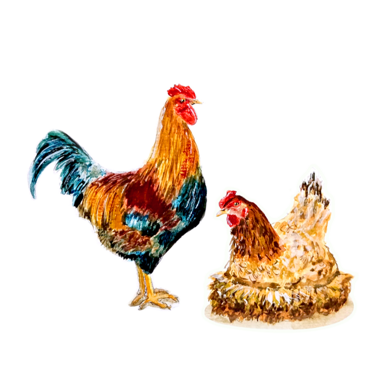 Chickens- Illustration - 2023